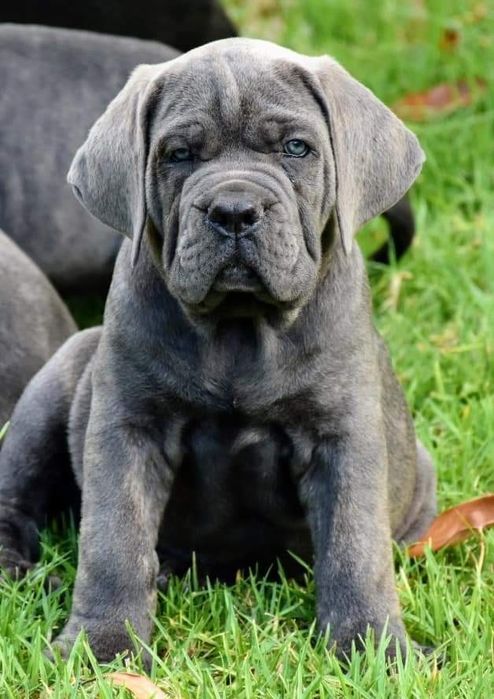 Найбільший, сірий красень Кане Корсо