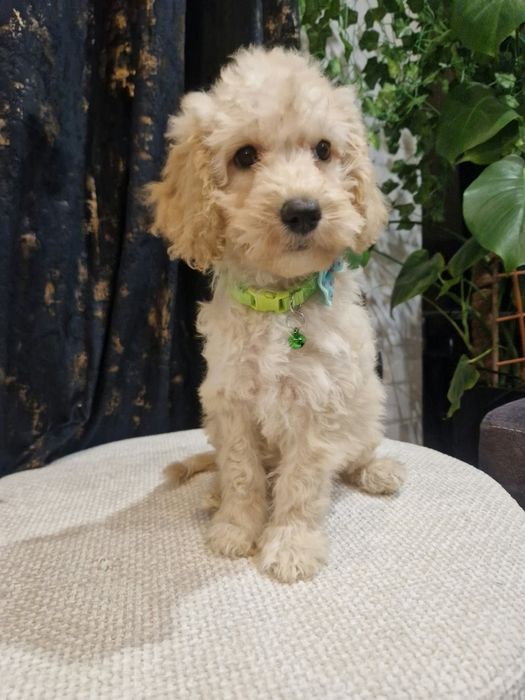 Piesek cockapoo f1b pies