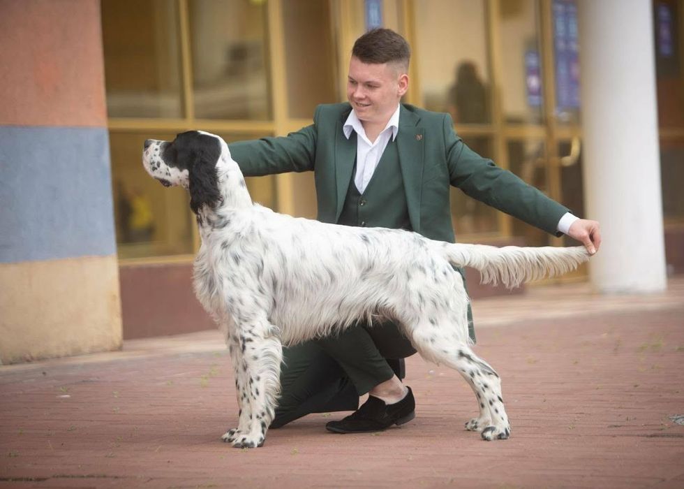 English  setter / Rose del Wind