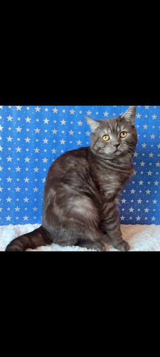 Шотландский прямоухий котик.