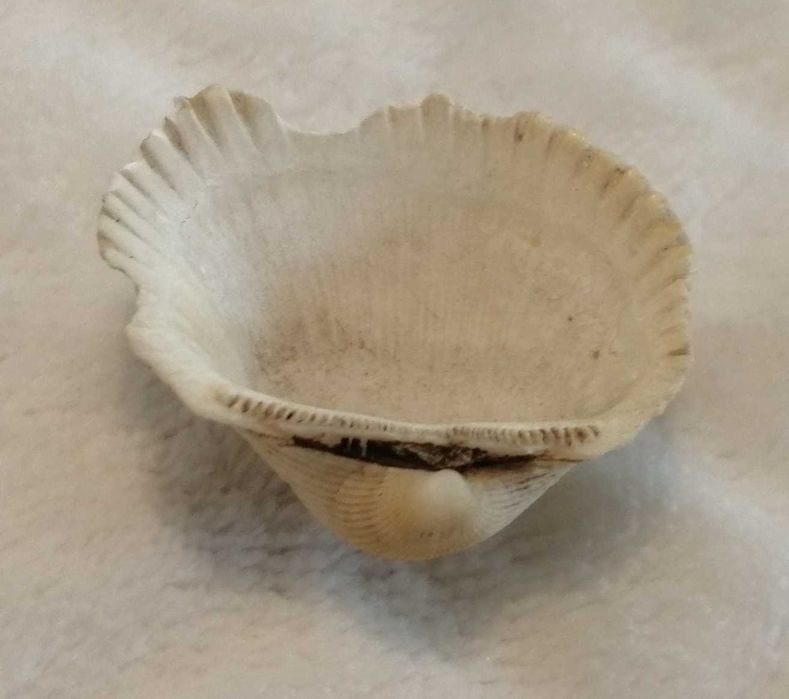 Muszla 3,2cm, 65 (Kreatywne)
