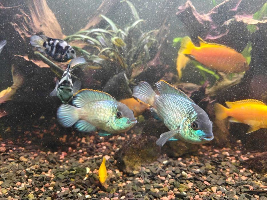 Продам аквариумных рыб