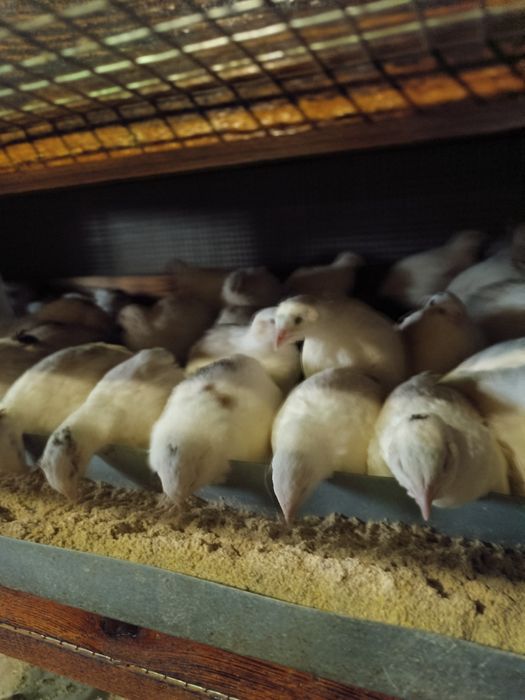 Інкубаційне яйцо Техасець білий