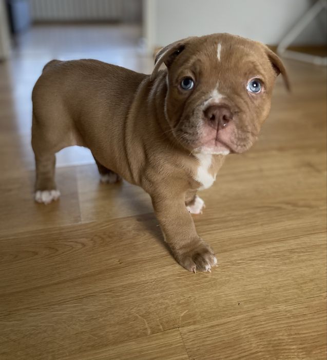 American Bully Pocket