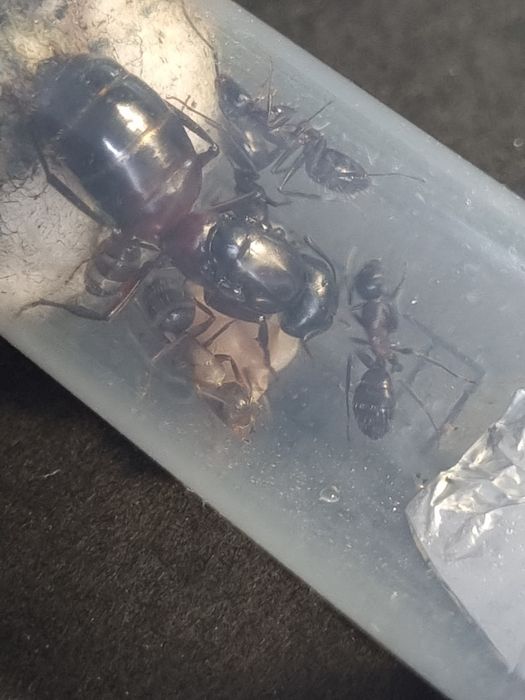 Camponotus ligniperda