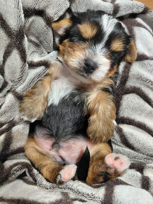 Біройорк солоденький хлопчик