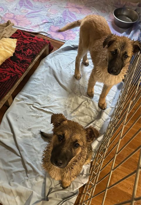 Szczeniaki do adopcji. Docelowo duże. Chip i Dale