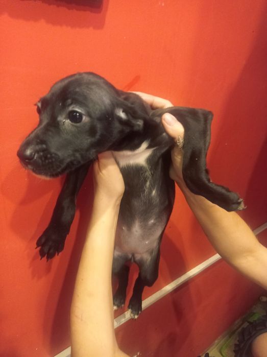 Долматинка манюня