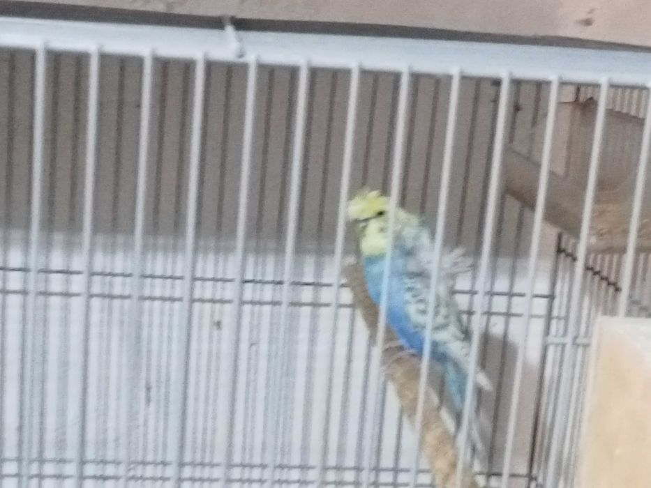 Piriquitos asa negra e hagoromonos