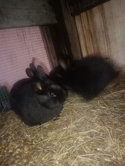 Samce i samice mixy srebrzyste 2 miesięczne