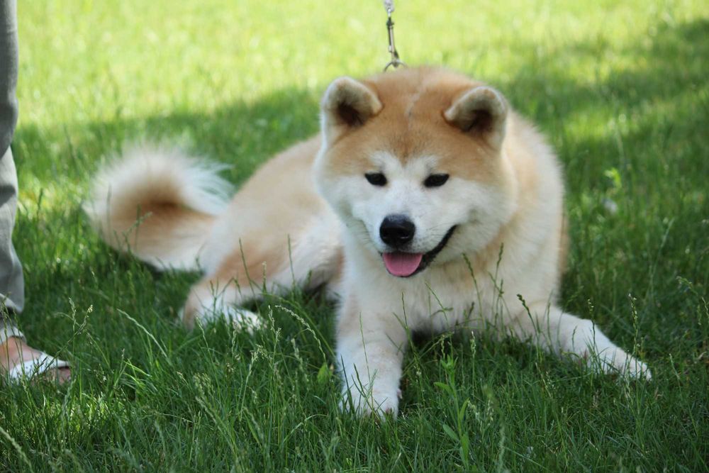 Дівчинка Акіта іну у добрі руки