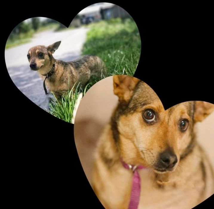 Corgi. W typie, dwie mikrosunie.