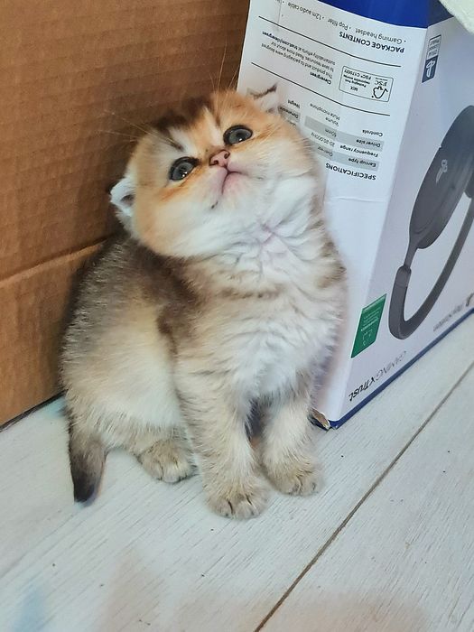 Красуня шотландочка золотої шиншили