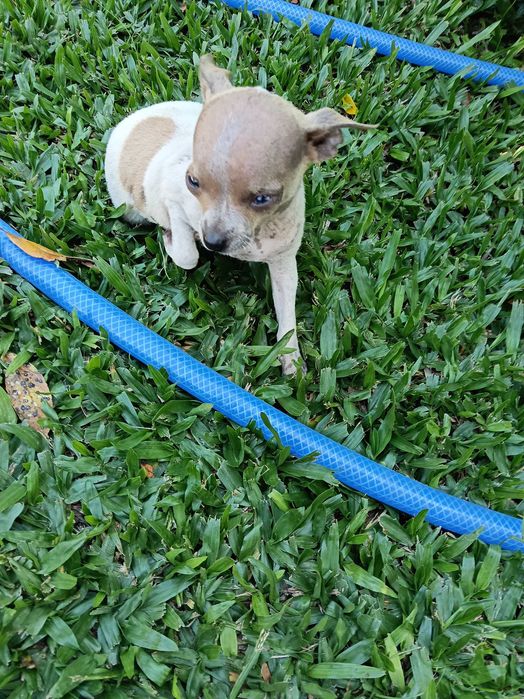 Chihuahua fêmea / m disponível