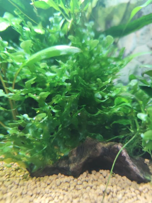 Pelia roślinka niewymagajaca