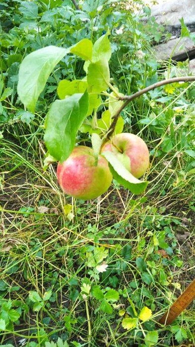 Саженцы плодовых деревьев и кустов
