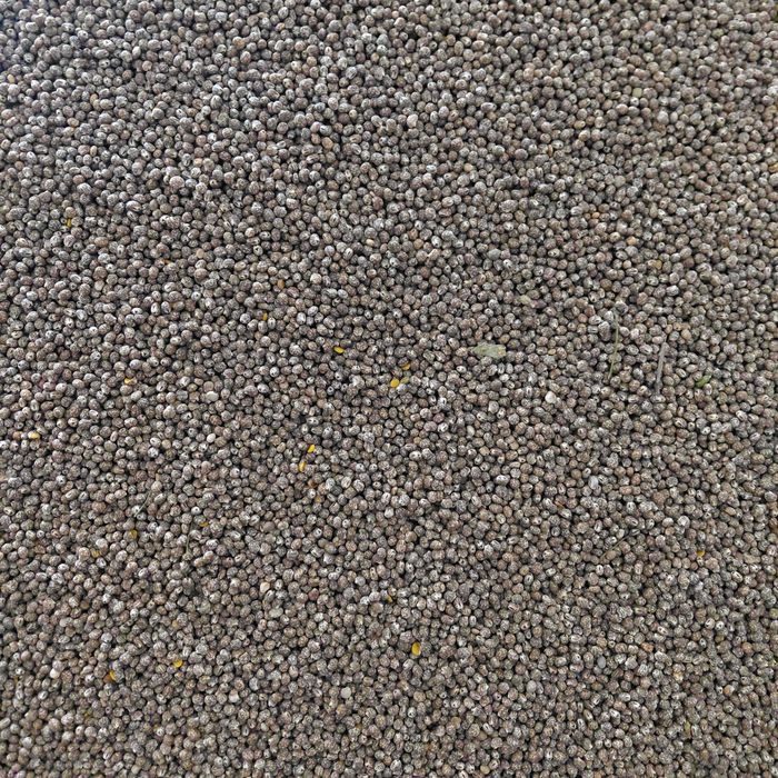 sprzedam łubin gorzki caro