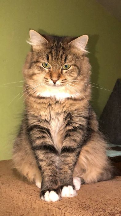 Кішечка 1,5 року безкоштоано в надійні руки