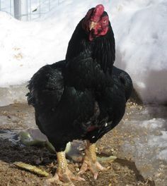 Ovos Cornish Férteis