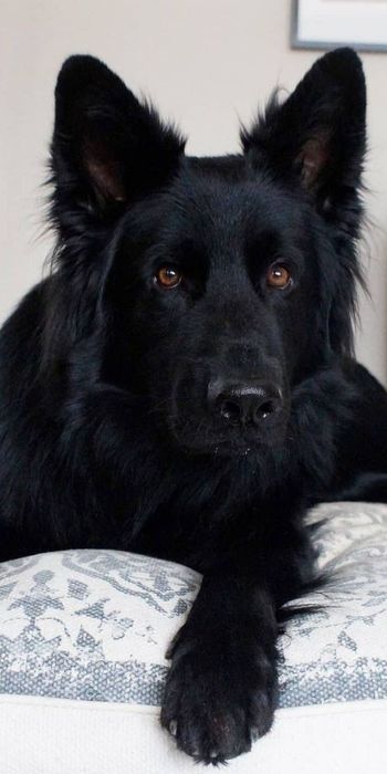 Шукаємо дівчинку