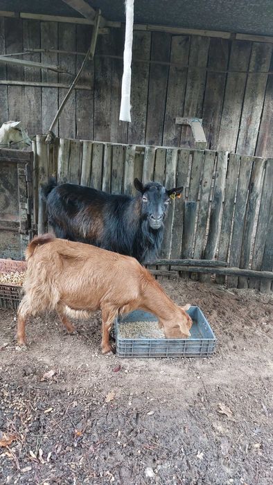 Xibo e cabras. Chão Pardo.