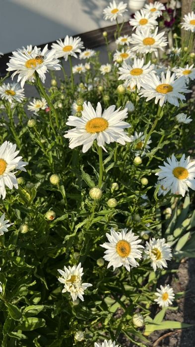 Ромашка сортова, велика.