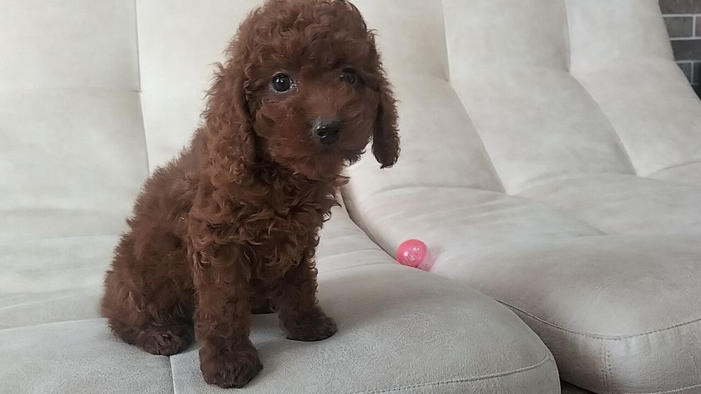 Той Пудель красуня дівчинка