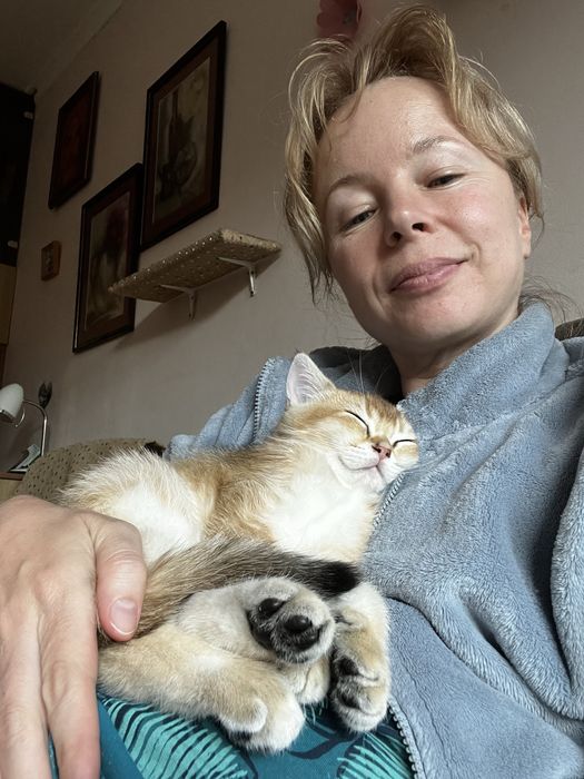Кошенята золоті шиншили. 2 місяці.