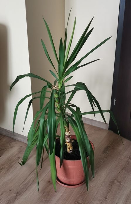 Juka, yukka, kwiatek do domu