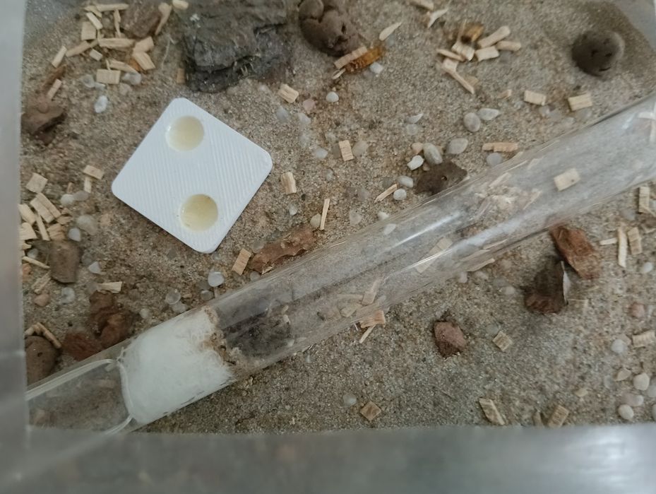 Królowa Lasius Niger + 20-25W + potomstwo
