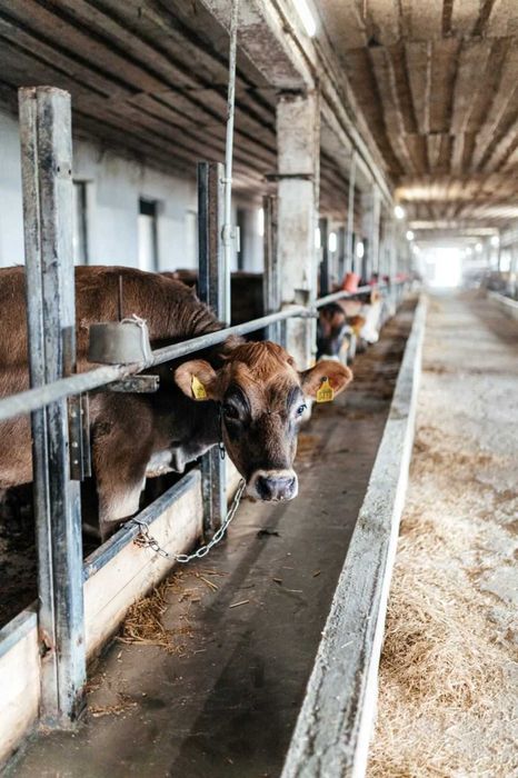 Телята, телиці, нетелі джерсейської породи