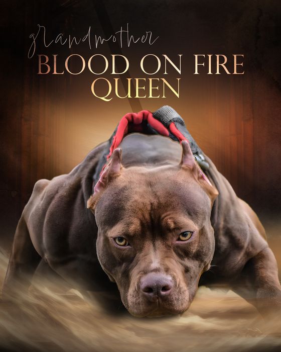 Пітбуль хлопчик Мартінс та Кевін