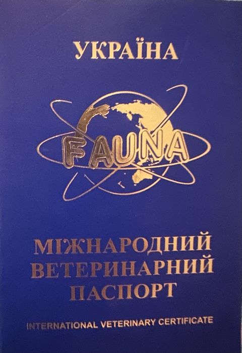 Шпіц померанський хлопчик вʼязка