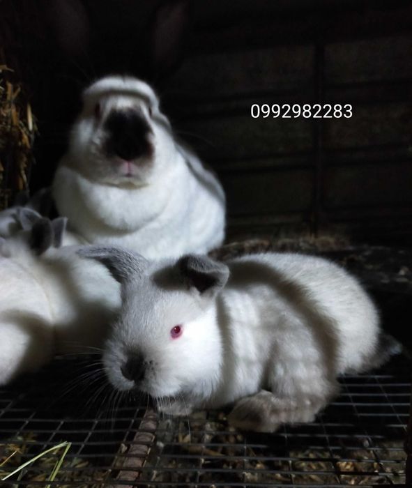 Кролики каліфорнійської породи