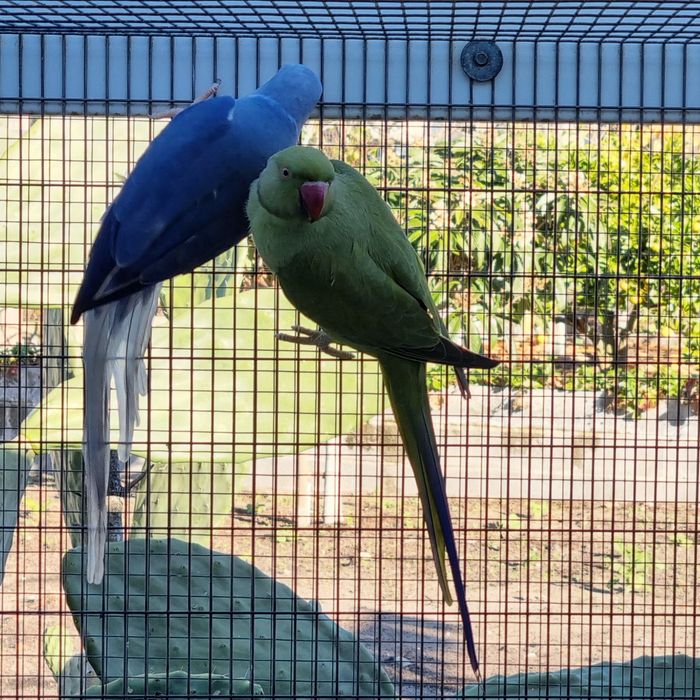 Ring Necks Casais adultos de 24 & 25