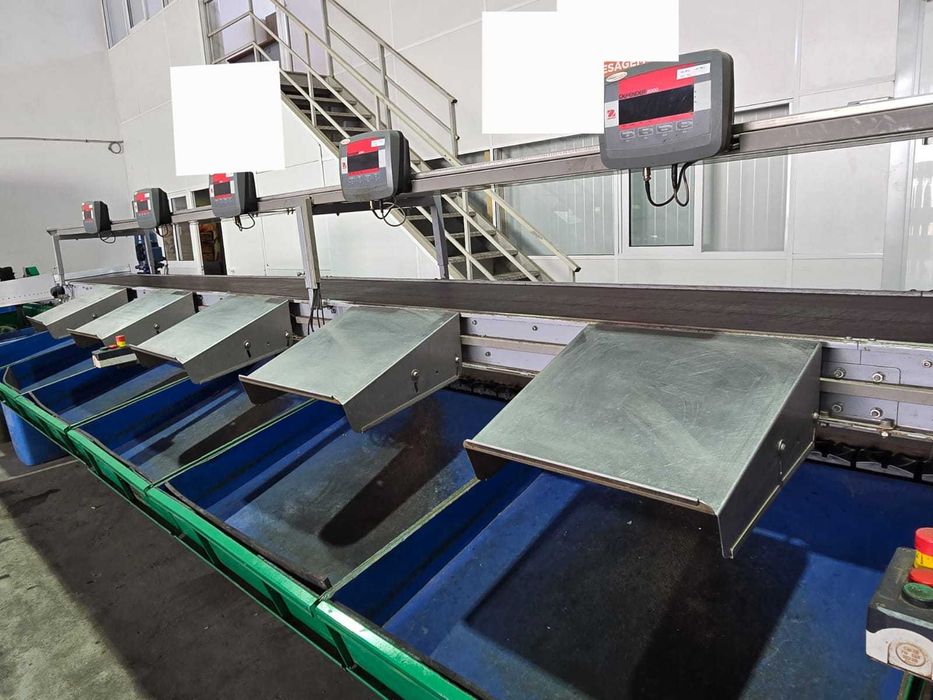 Máquina de Calibragem de Fruta – CalibraFruta