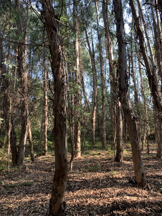 Vendo madeira em pé, bons acessos!