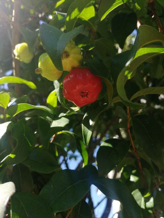 Planta da pitanga de vários tamanhos e preços