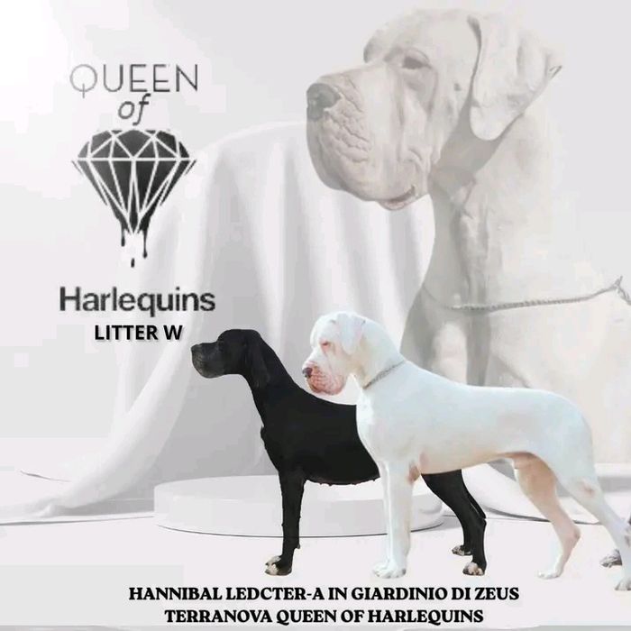 Dog niemiecki arlekin