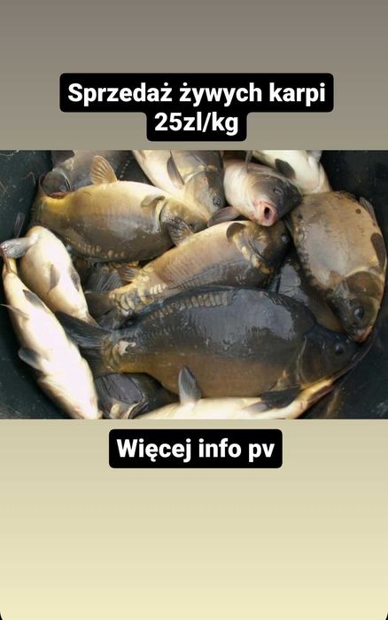 Karp świeży sprzedam