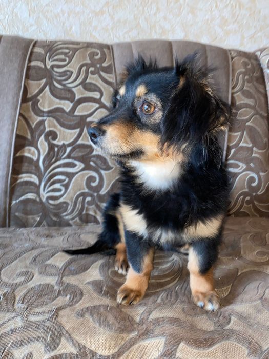 Мініатюрна дівчинка шукає родину