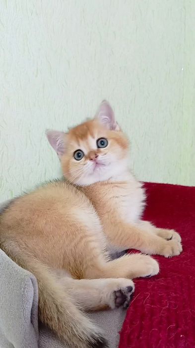 Зеленоглазый котик золотая шиншилла