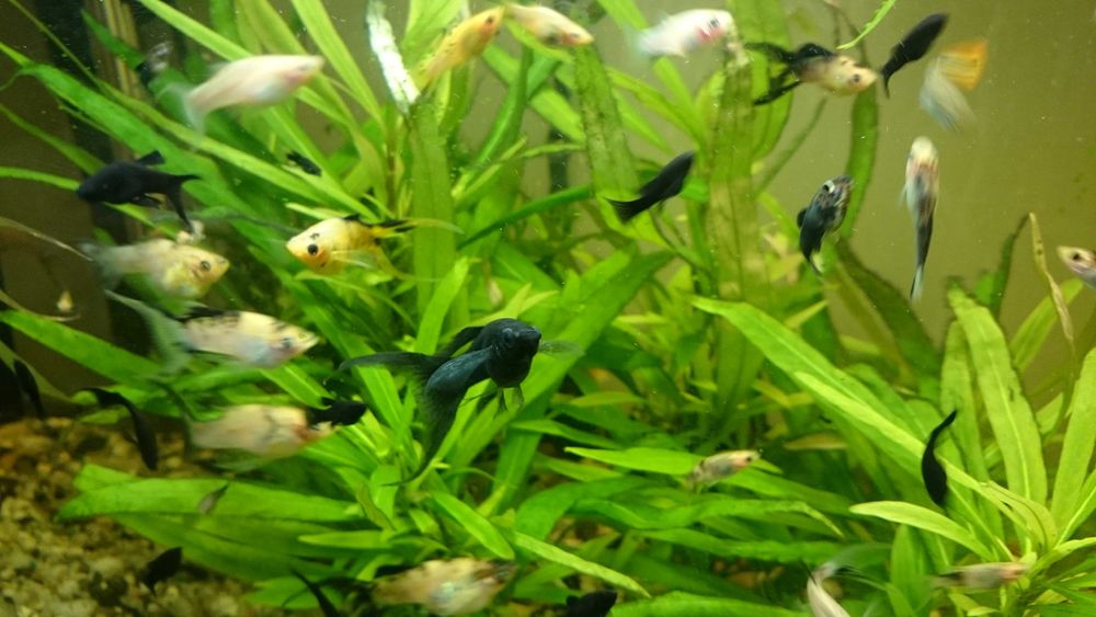 Narybek molinezji ostroustych - 1-2 cm    30 szt za 50 zł