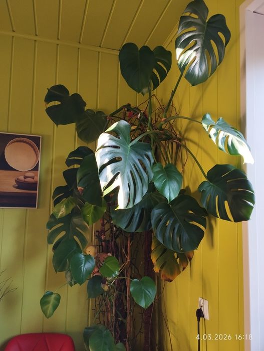 Monstera Bardzo Wysoka 2m 40cm