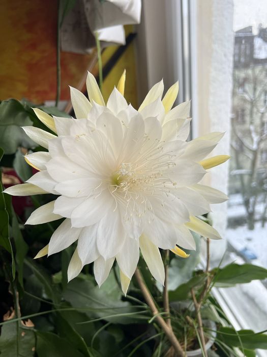 Epiphyllum Mount San Antonio