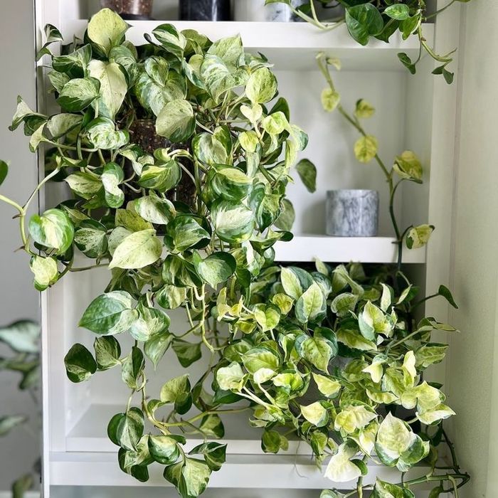 Епіпремнум happy leaf