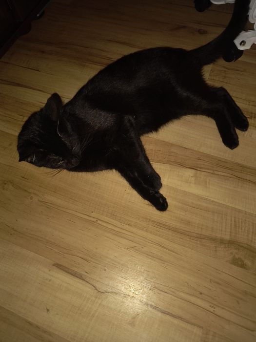 Młoda czarna koteczka