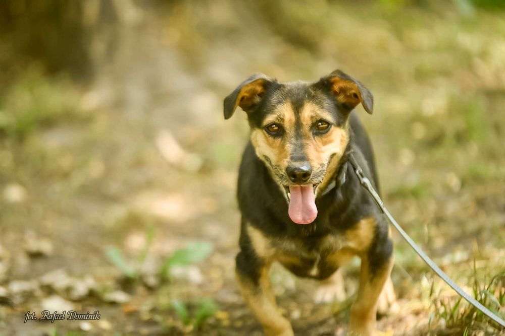 Bunia szuka kochającego domu!