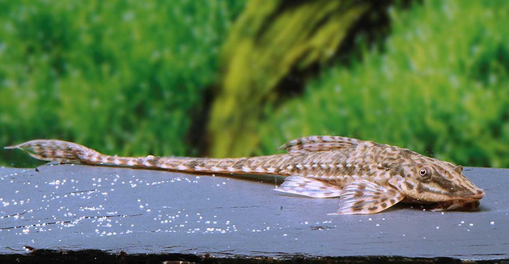 Zbrojnik drobny - Rineloricaria parva XXL - Loricaria - dowóz, wysyłka