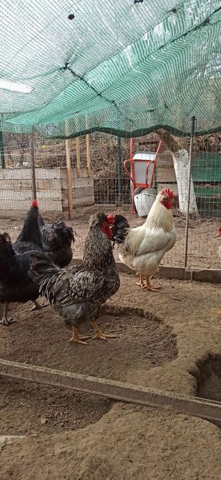 Домашні півні чубаті